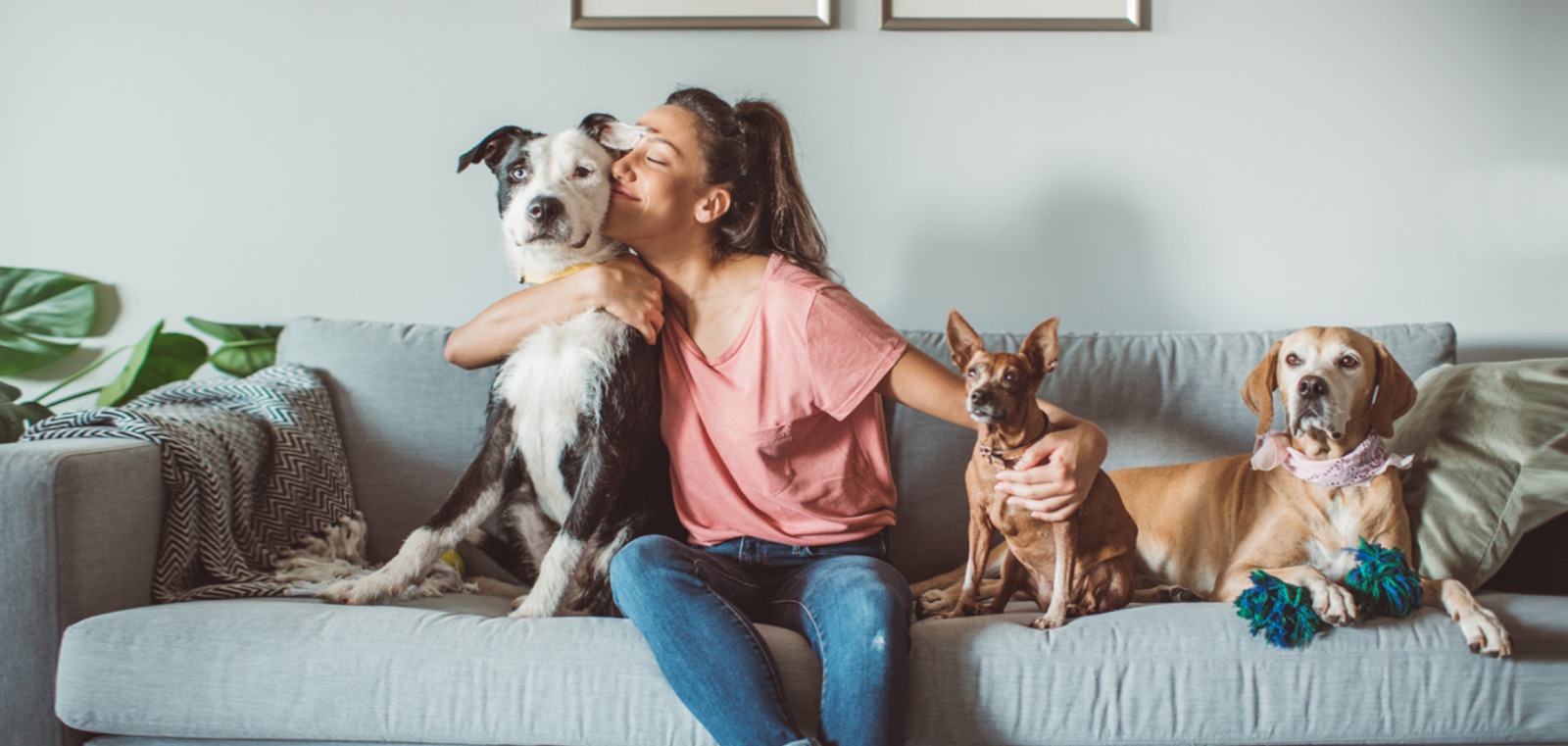 Pets and Pet Care category